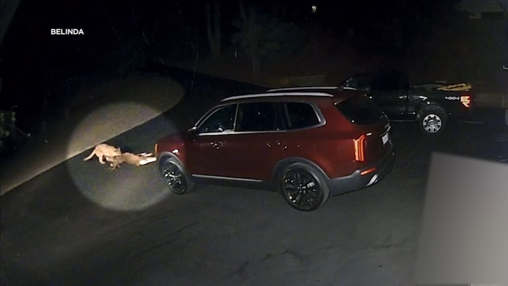 Mountain lion drags giant buck in Redwood City driveway | VIDEO
