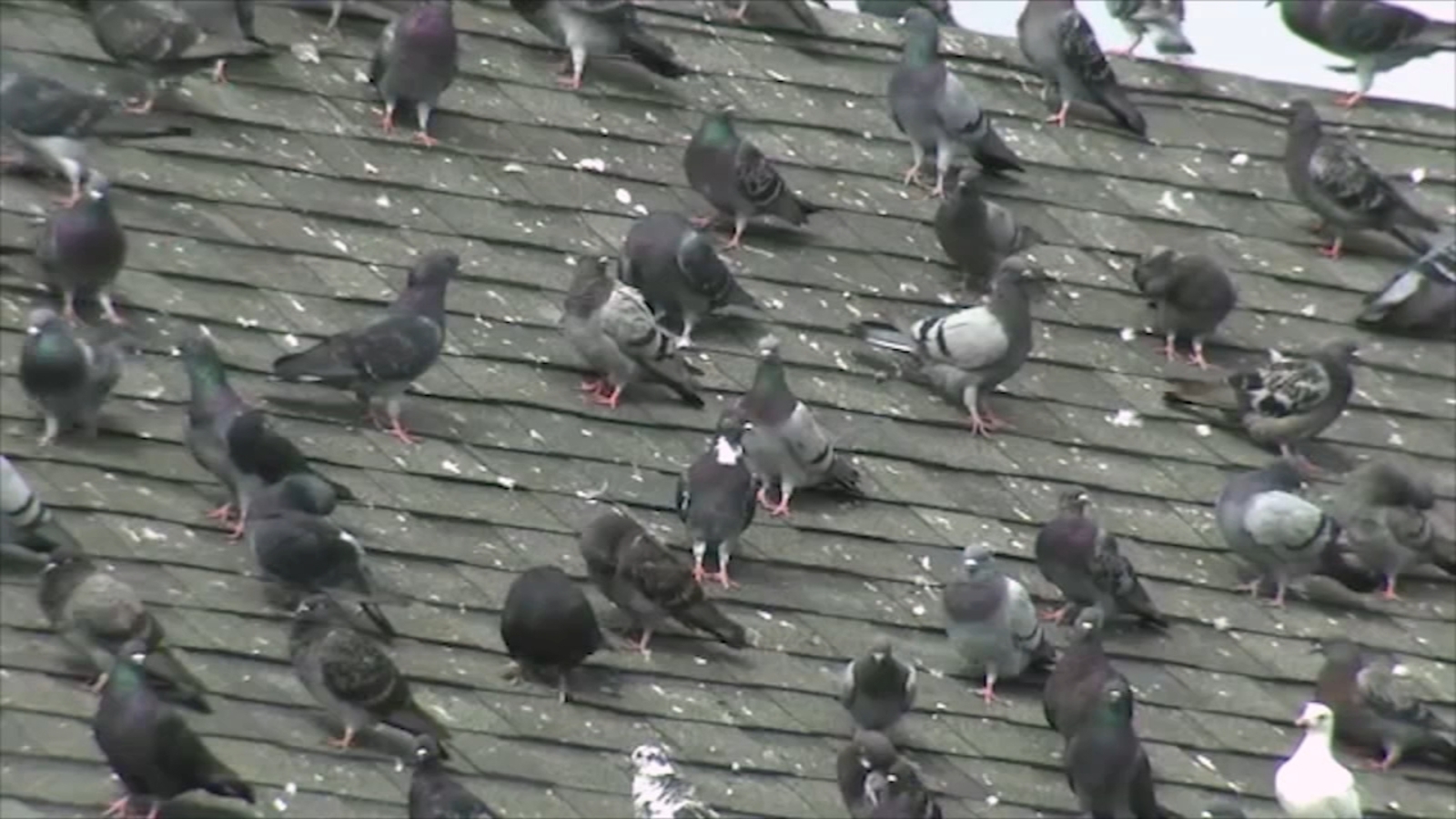 'Birdseed Lady' speaks out on excessive piles of seeds dumped around