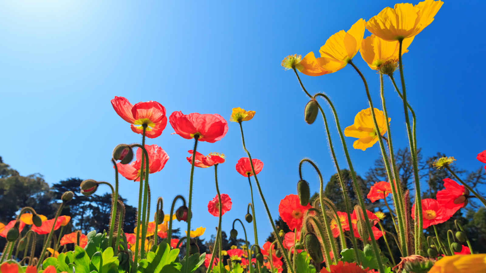 Feeling like Spring around the Triangle - ABC11 Raleigh-Durham