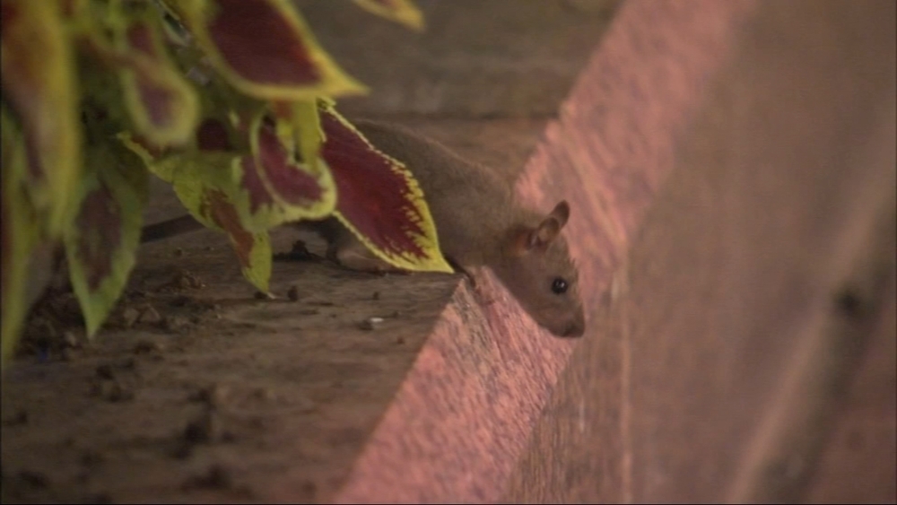 We're No. 1! Chicago ranked most rat-infested city 8th year in a row