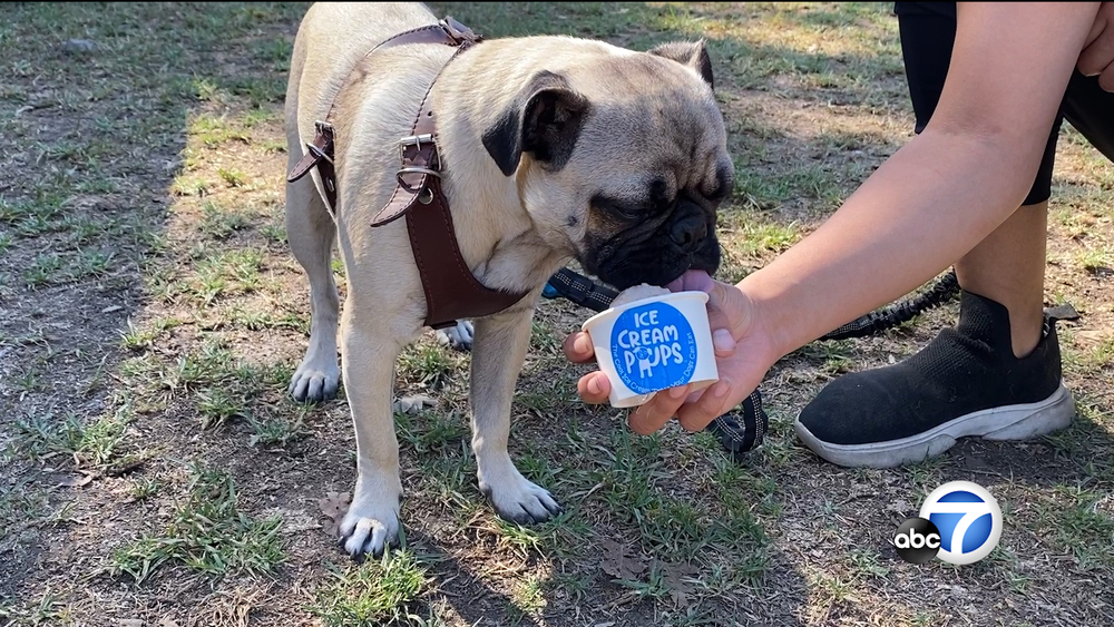 Local woman serves ice cream to dogs at park in Van Nuys