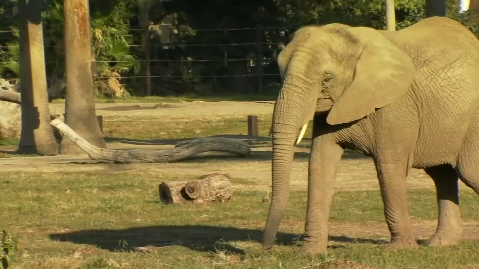 How your home landscaping can help feed animals at Fresno Chaffee Zoo