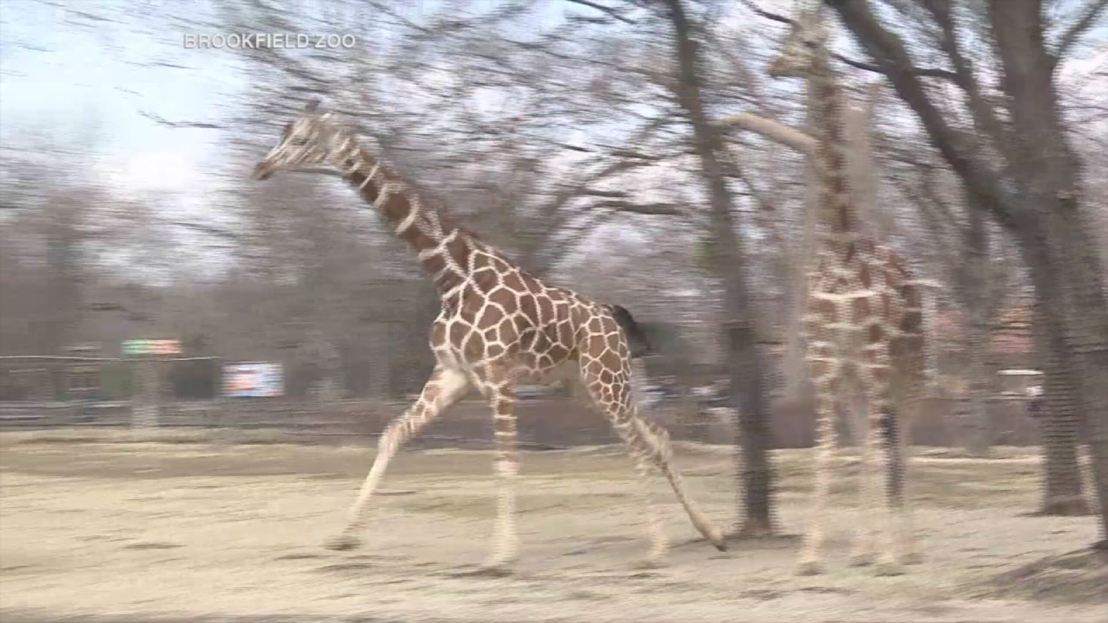 Brookfield Zoo giraffes enjoy warm weather ABC7 Chicago