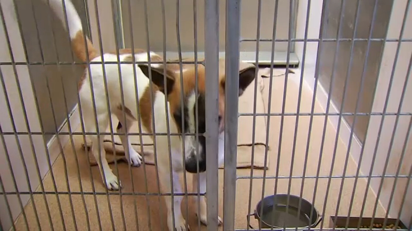 Merced County animal shelter reducing adoption fees through November ABC30 Fresno