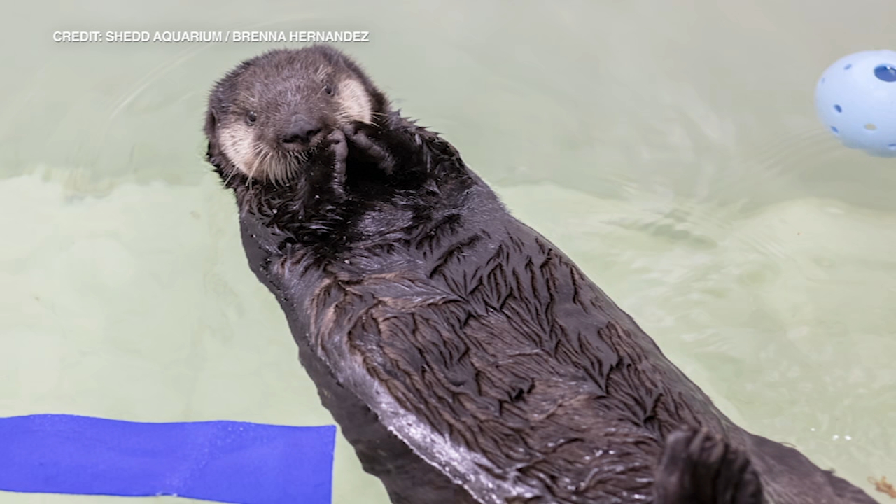 The Shedd Aquarium in Chicago is asking for help naming new baby sea otters