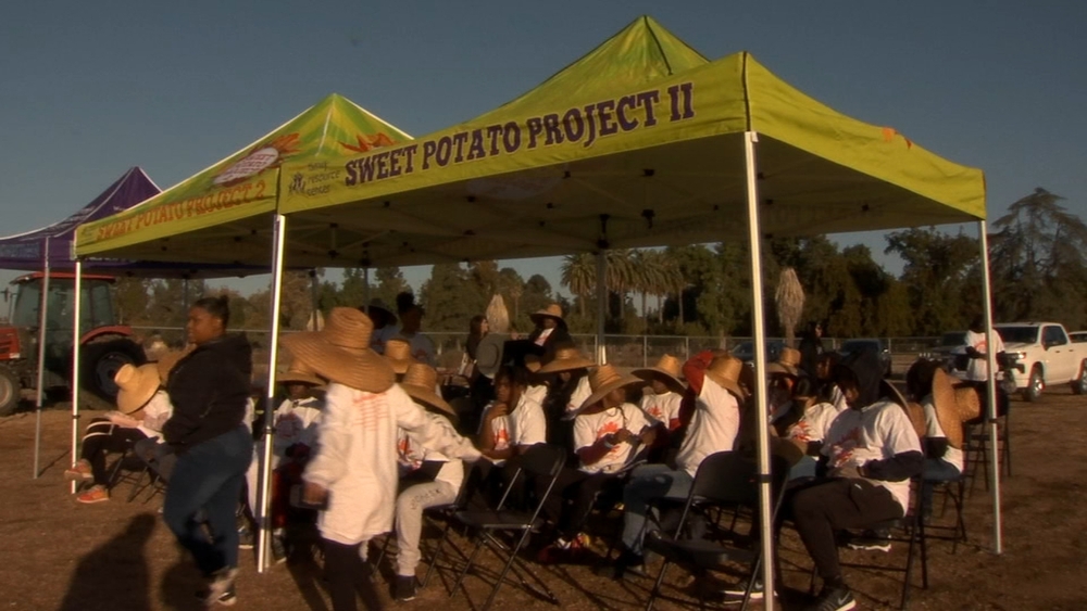 Students learn entrepreneurship by growing, harvesting and selling sweet potatoes