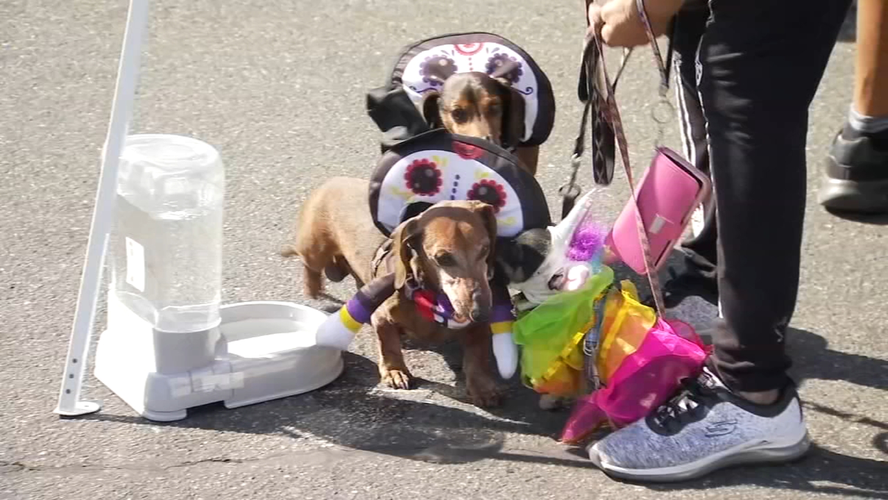 The Tower District was taken over Sunday by pets in costumes