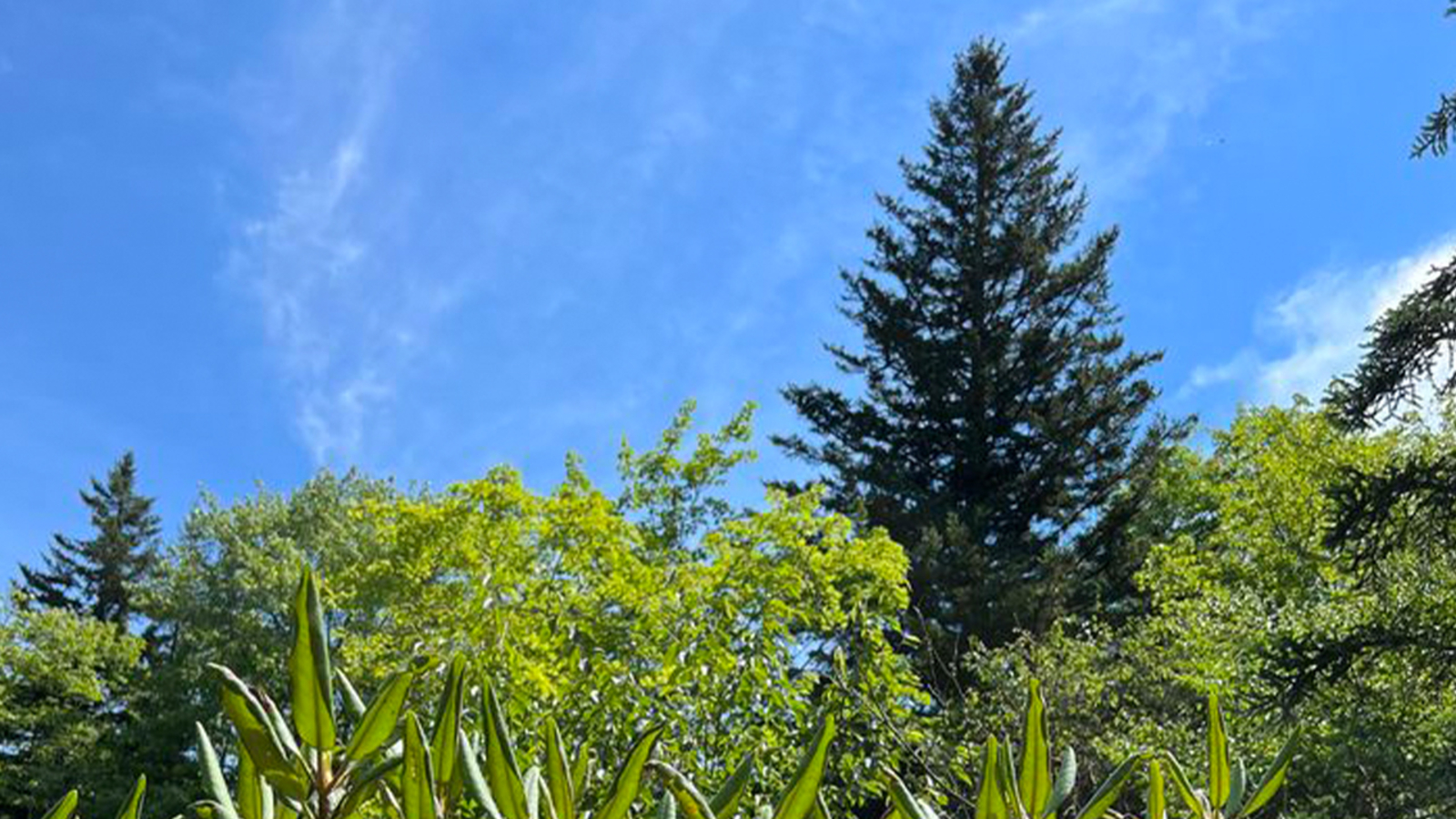 U.S. Capitol Christmas tree coming from North Carolina ABC11 Raleigh