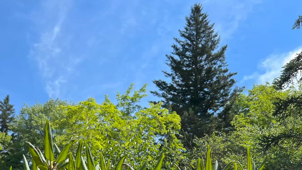 U.S. Capitol Christmas tree coming from North Carolina
