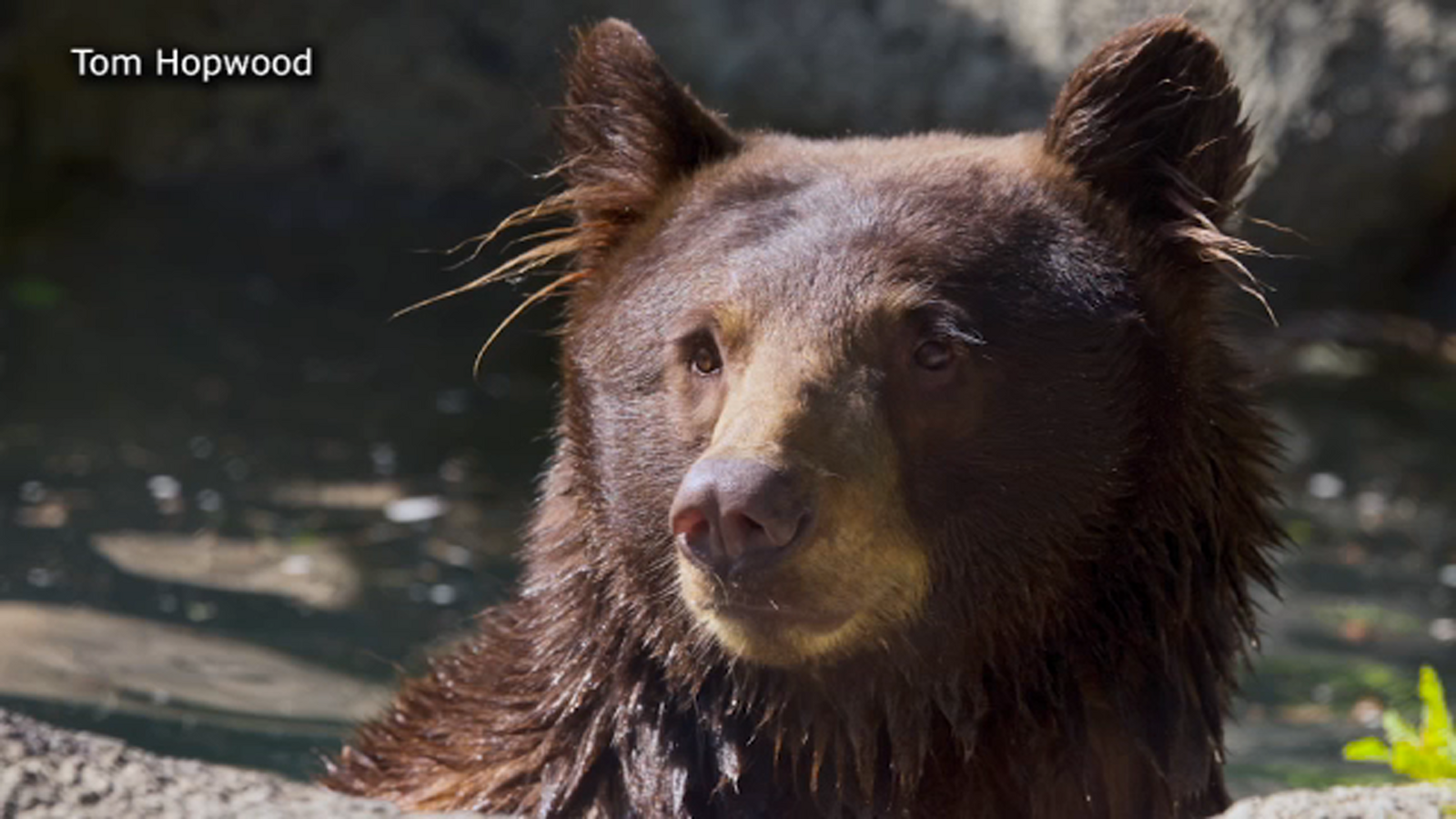 Houston Zoo takes in orphan 2yearold black bear found roaming in Reno