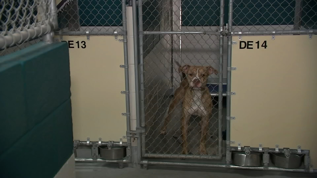 Wake County Shelter is inundated with surrenders and strays