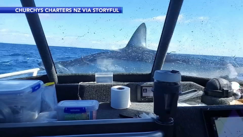 Caught on Video: Shark lands on boat in New Zealand