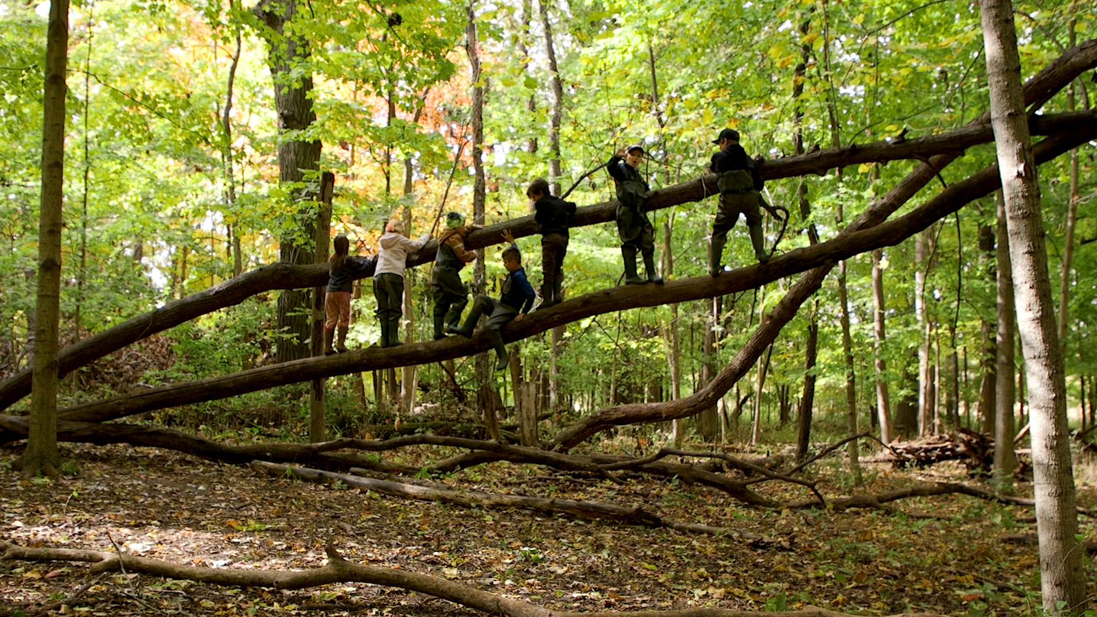 At Chicago area 'forest school,' nature is the classroom and children are explorers  - ABC7 Chicago