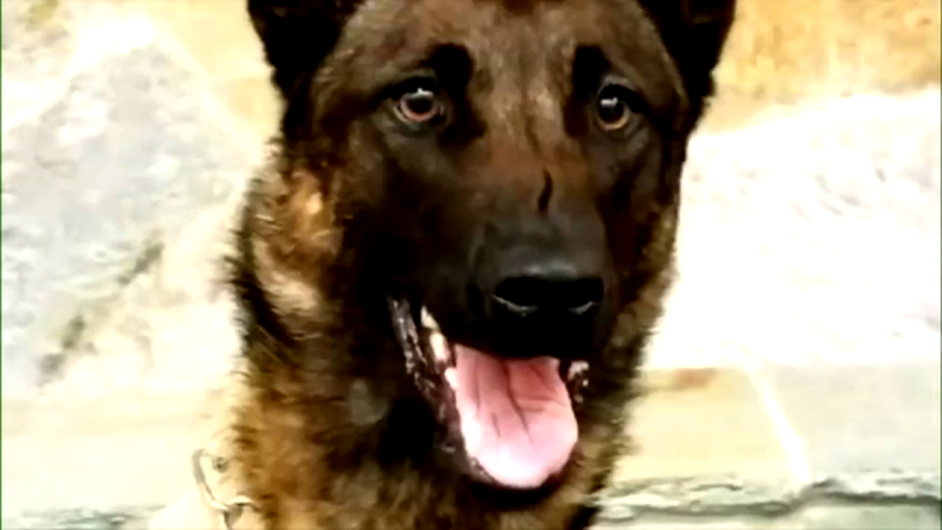Clovis Police K9 "Nova" announces retirement