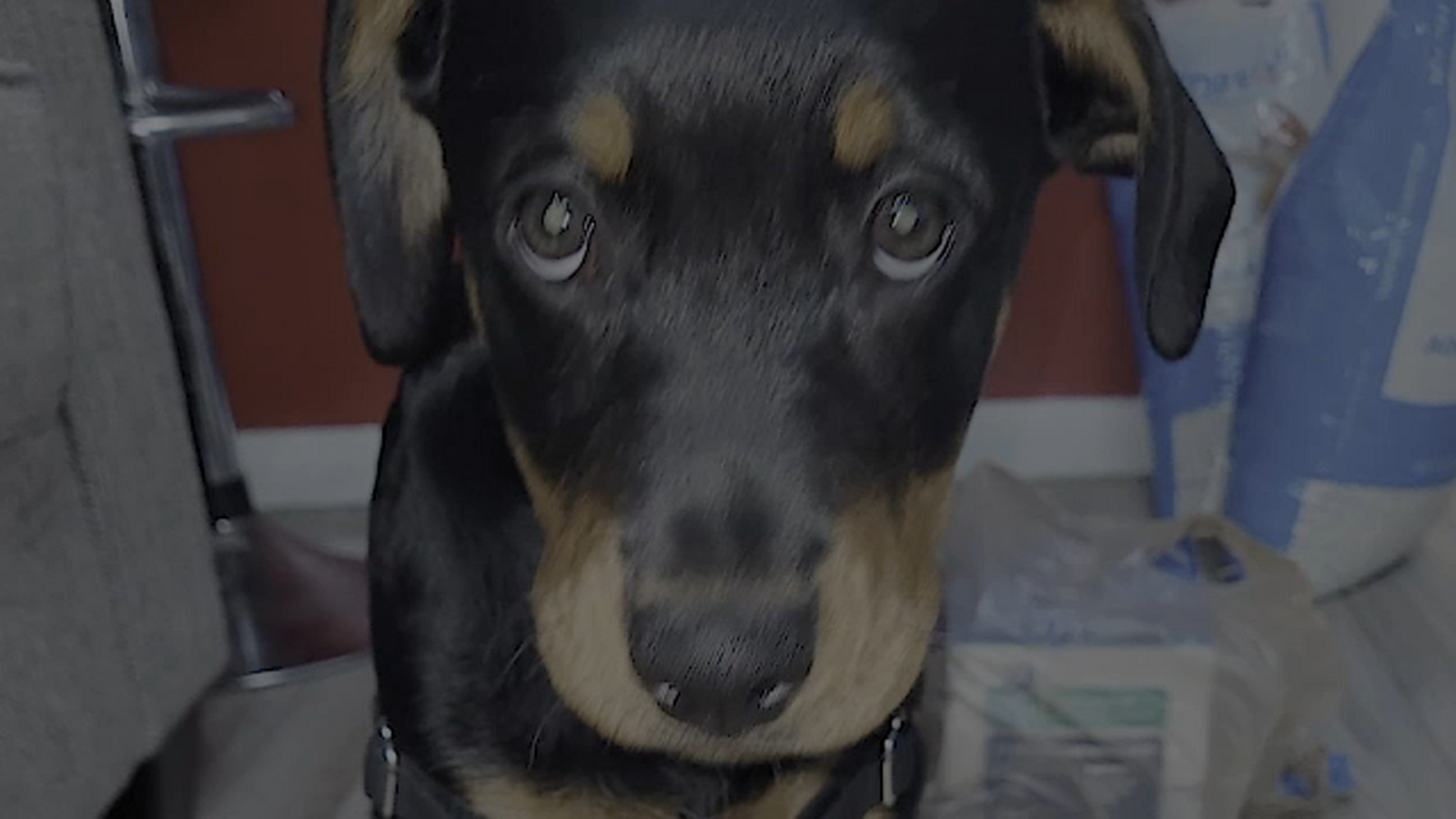 Tweet by Oregon Veterinary Medical Association