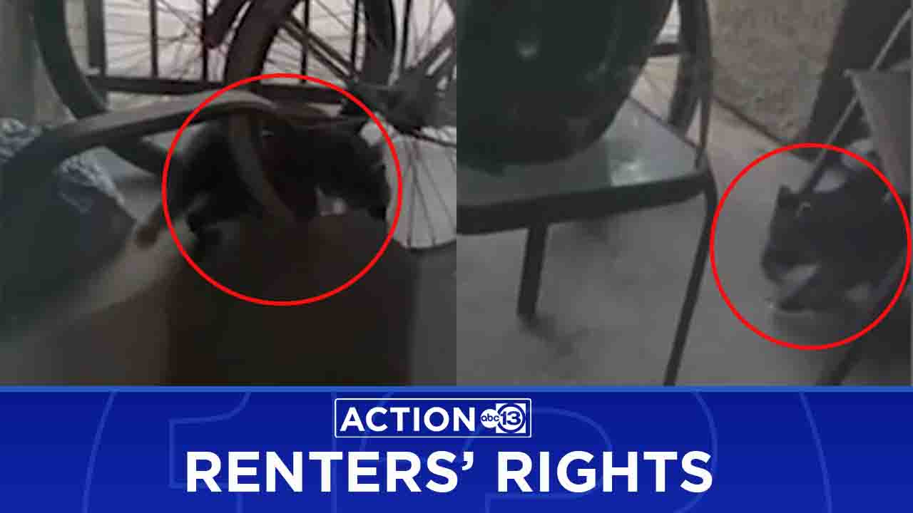 Raccoons wreaking havoc at Sunnyside apartment complex