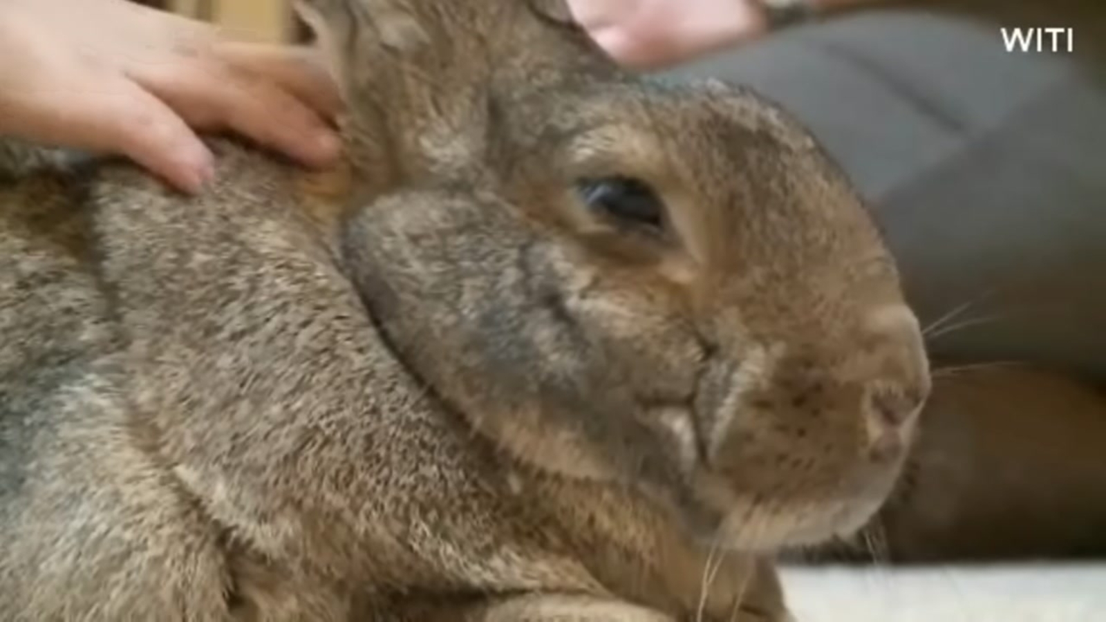 Therapy rabbits offer comfort only a bunny can bring ABC13 Houston