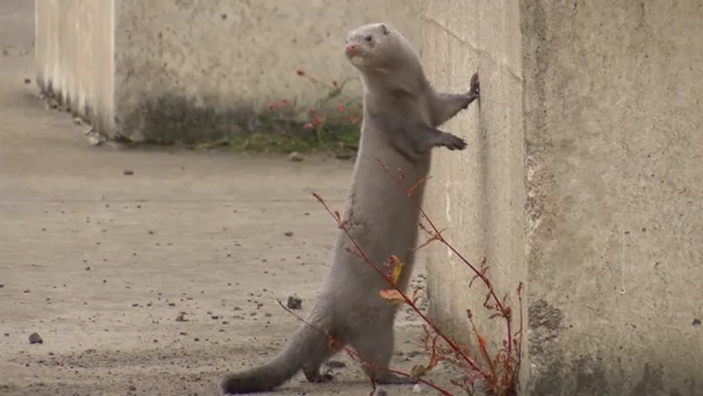 Ohio town on alert after up to 40K mink unleashed into community