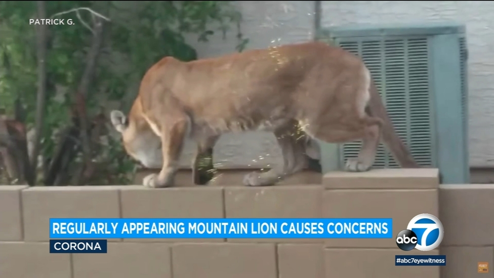 Mountain lion keeps coming back to one Corona neighborhood