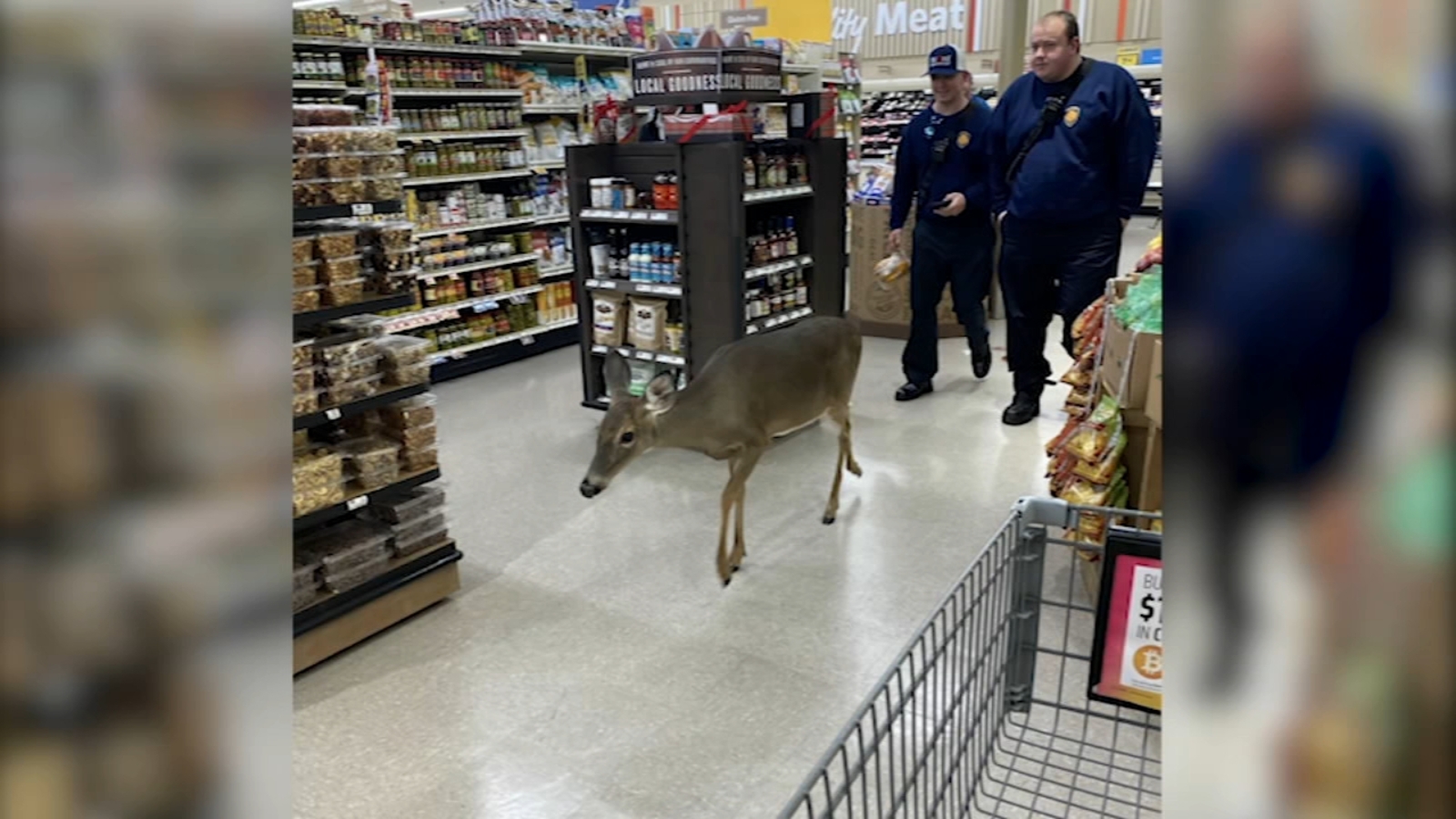Deer wanders into Raleigh grocery store