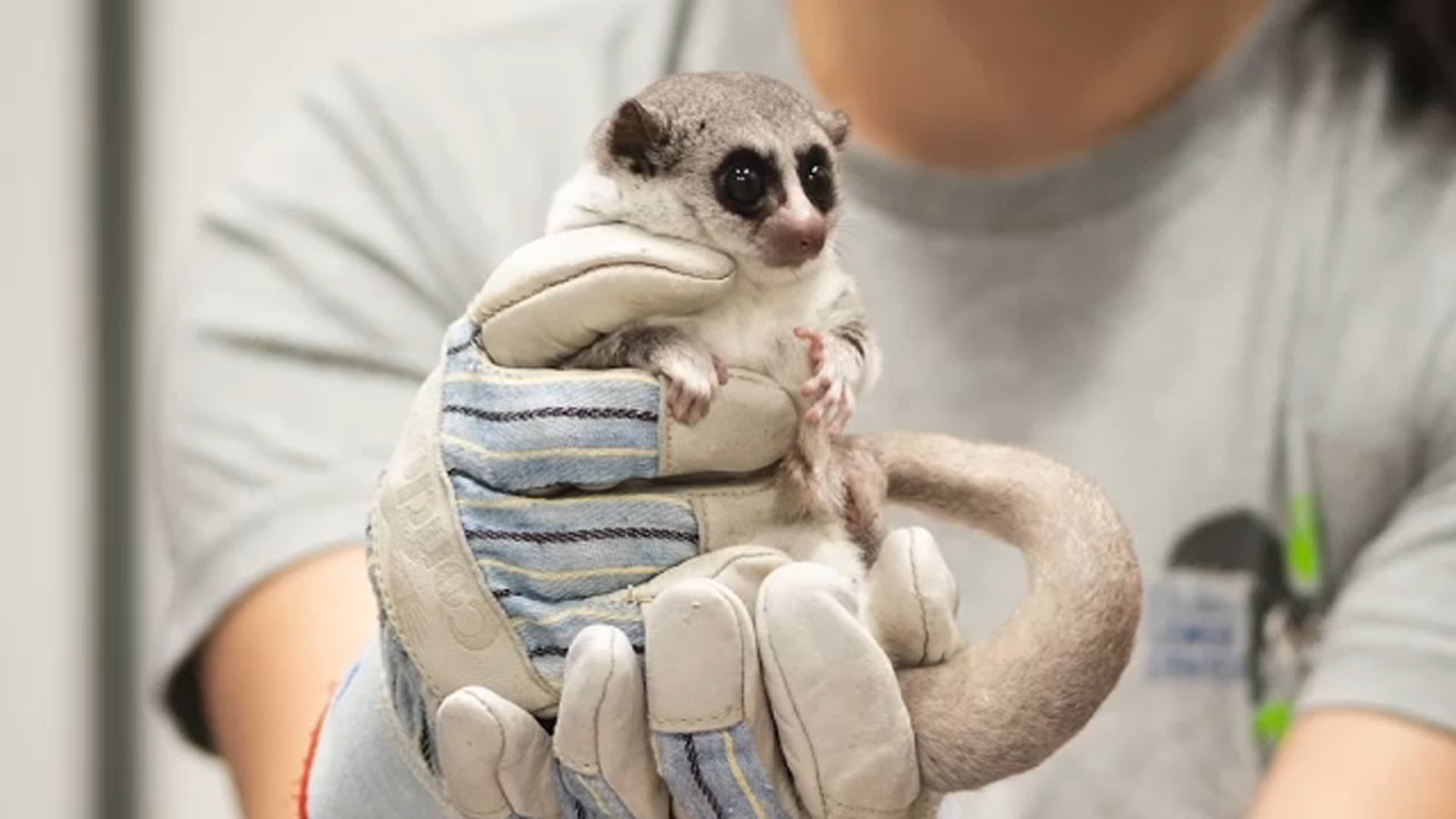 Lemur weight gain could hold health secrets, researchers hope
