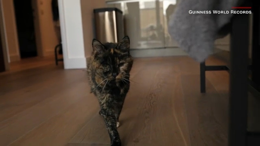 Flossie the cat crowned the world's oldest living cat at nearly 27 years old