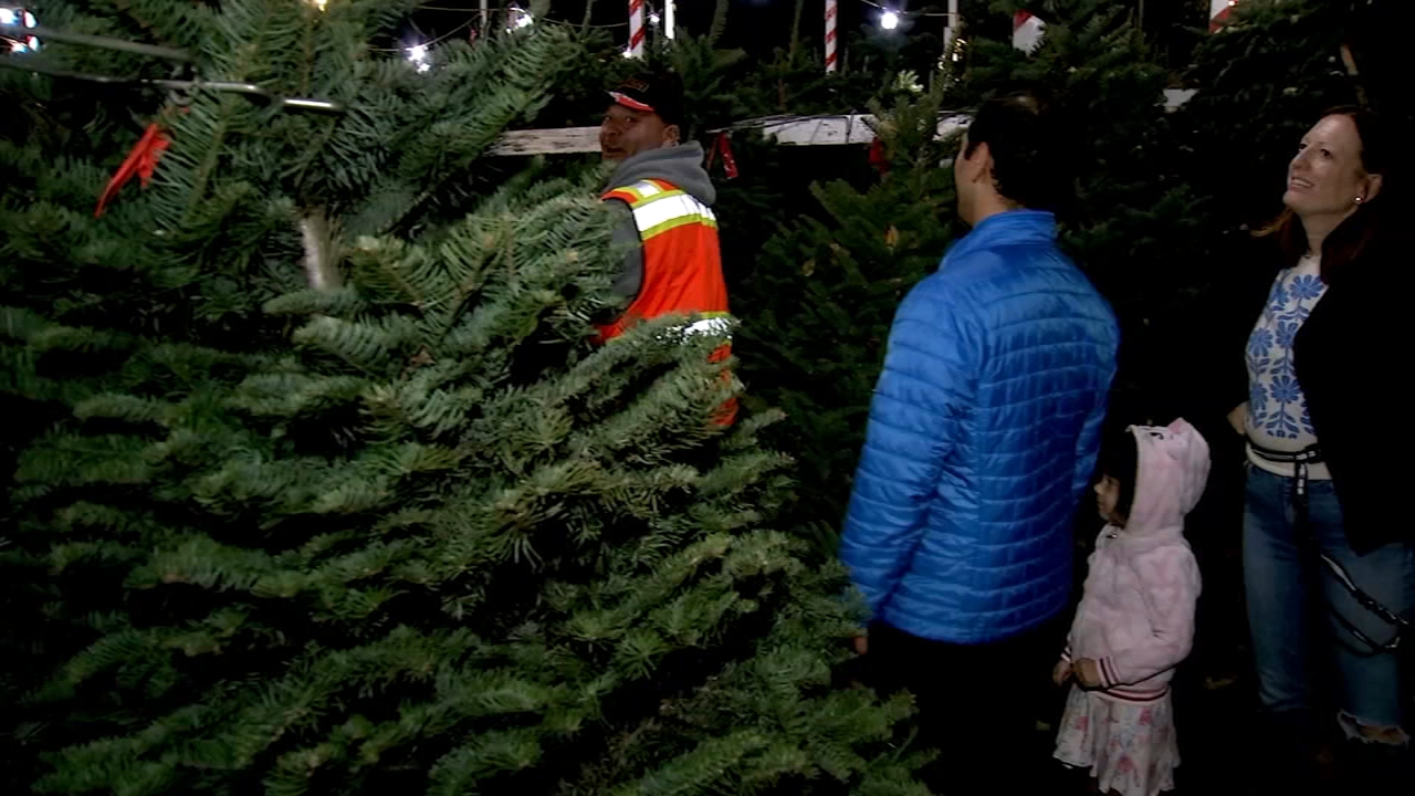 San Franciscans on the hunt for Xmas trees on Thanksgiving