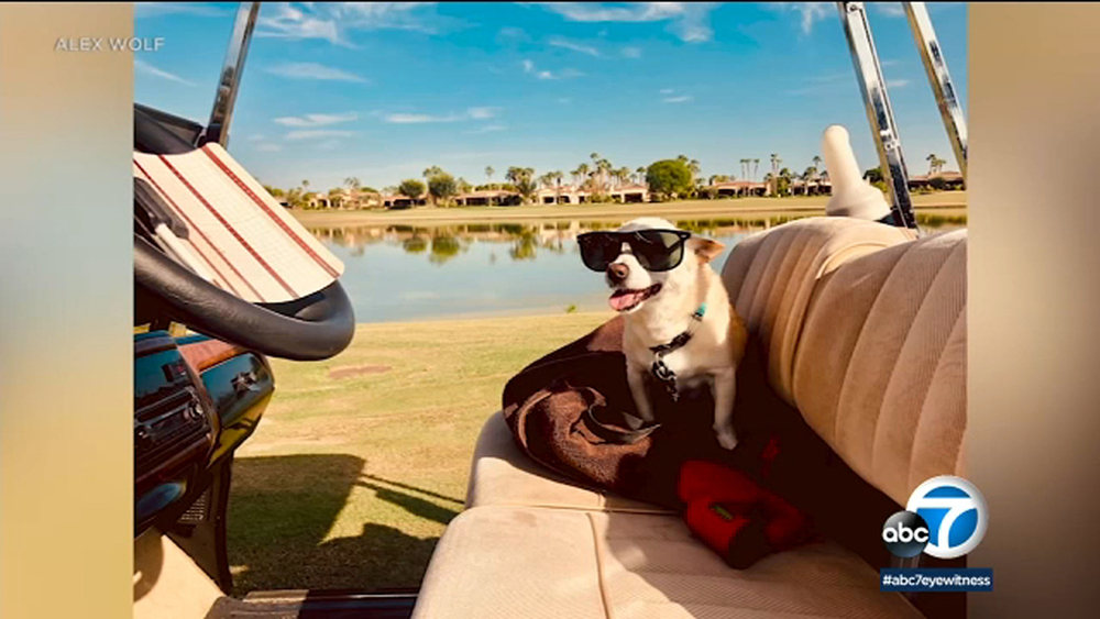 World's oldest dog, 22, living his best life in LA 