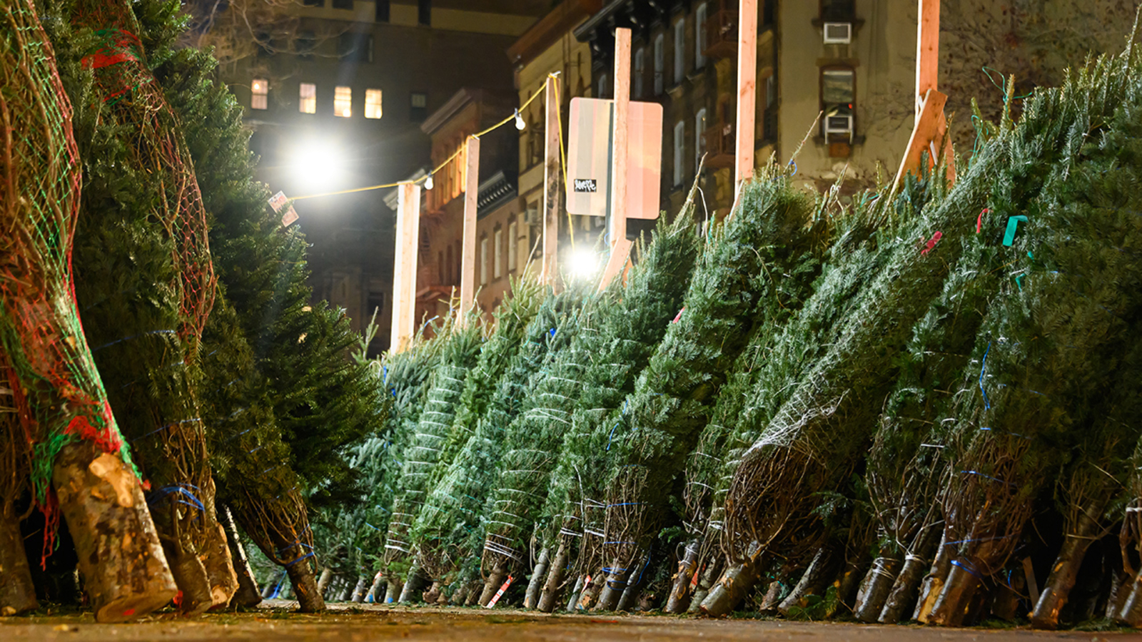 Christmas 2022 Are natural or artifical Christmas trees better for the