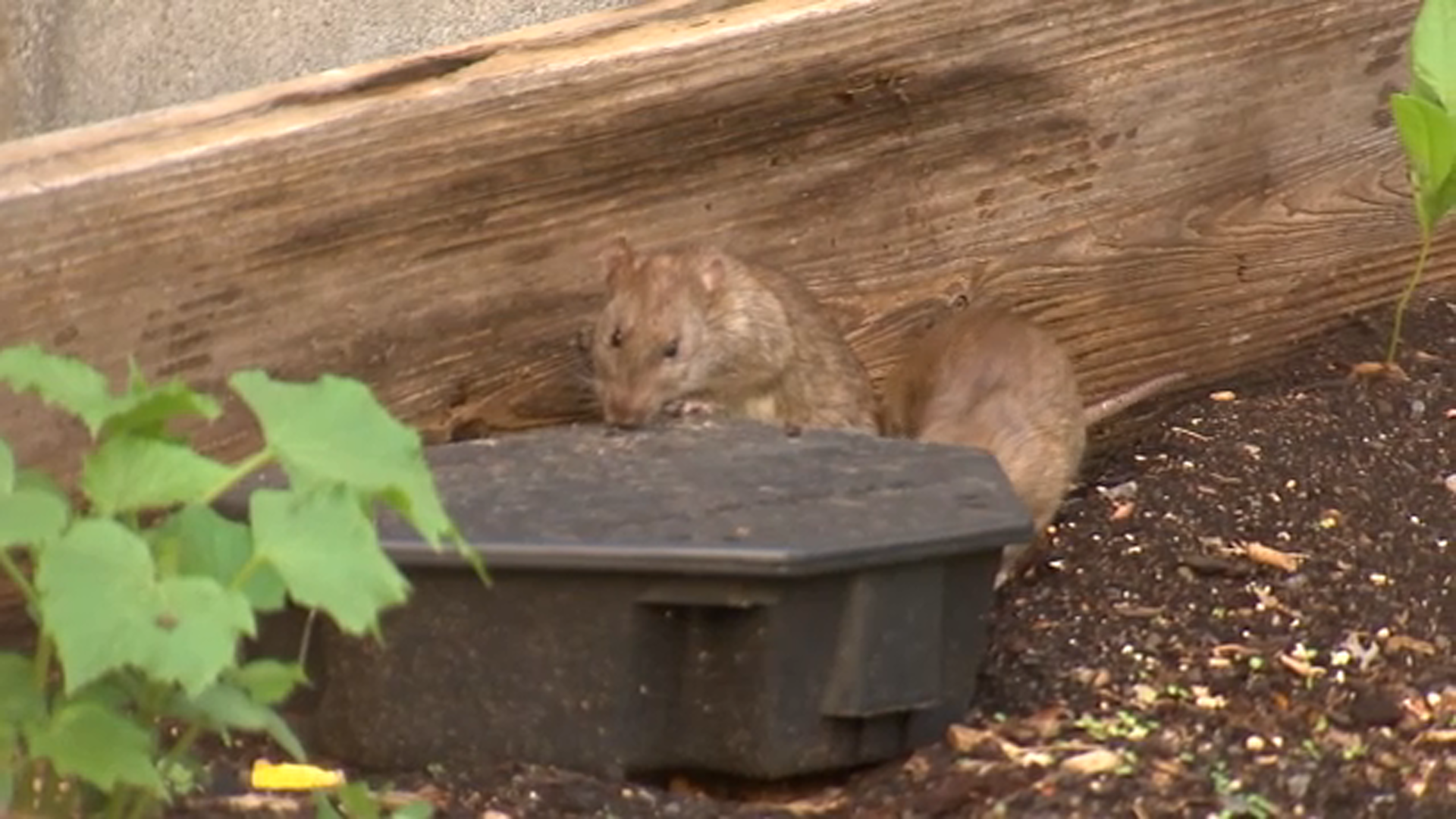 Study reveals COVID-19 mutations found in NYC rats