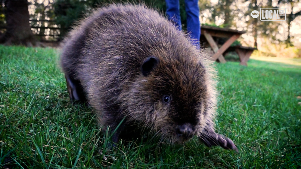 Animals get a 2nd chance at the AARK Wild Animal Rehabilitation Center