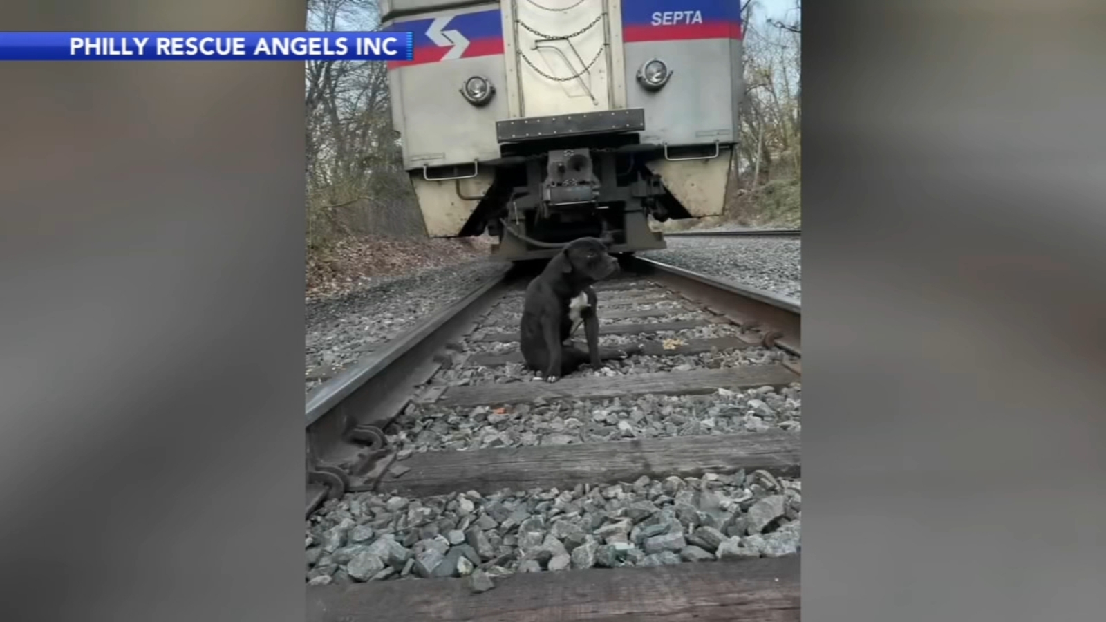 Injured dog left on Philadelphia train tracks had to dodge trains