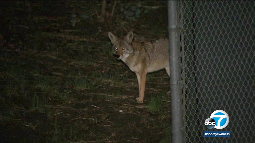 Wildlife agents searching Woodland Hills for coyote that grabbed girl