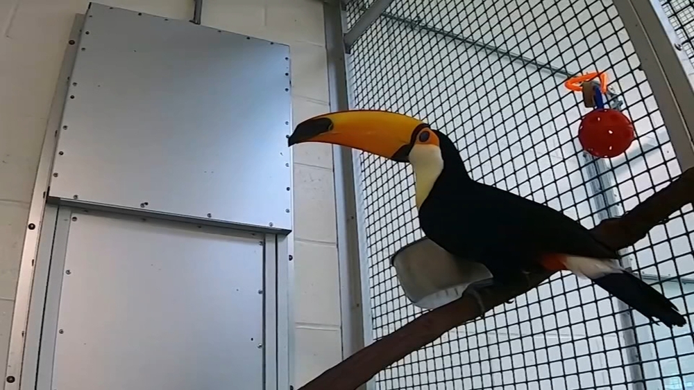 Cape May County Zoo needs your help naming two new toucans