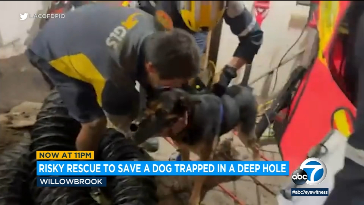 Dog rescued after falling into septic tank hole in Willowbrook