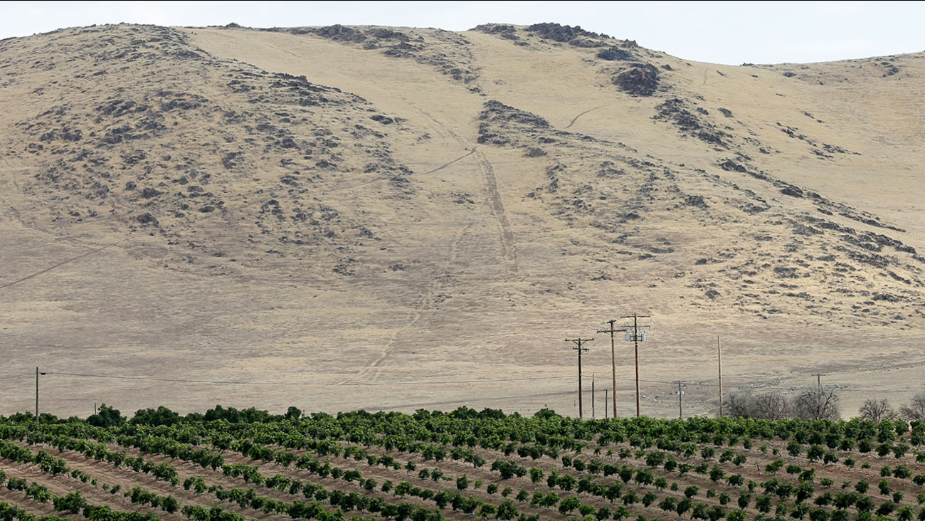 Groves of citrus trees sit below a barren hillside in Tulare County, outside of Porterville, Calif.