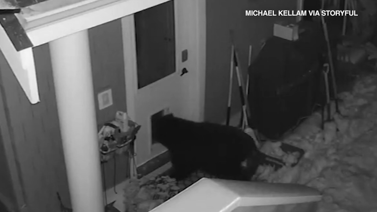 3 bears raid home after sneaking through doggy door: VIDEO