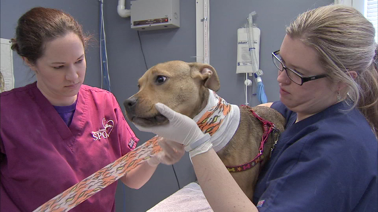 An abandoned puppy who was tied up with wire and nearly decapitated herself gets help from veterinarians.