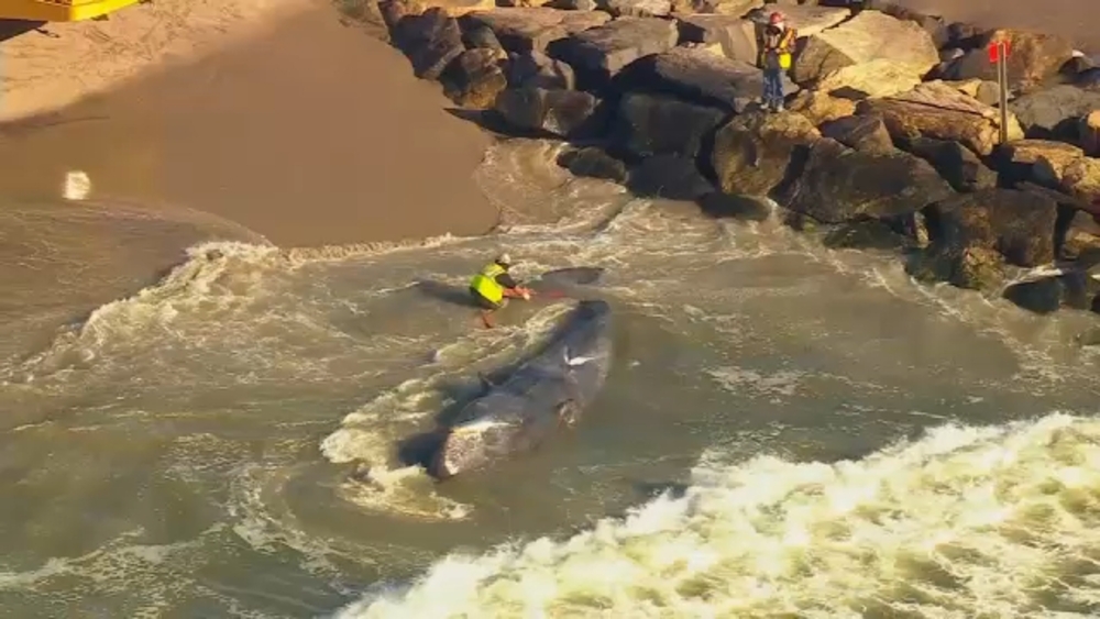 Dead whale washes up on beach in Queens