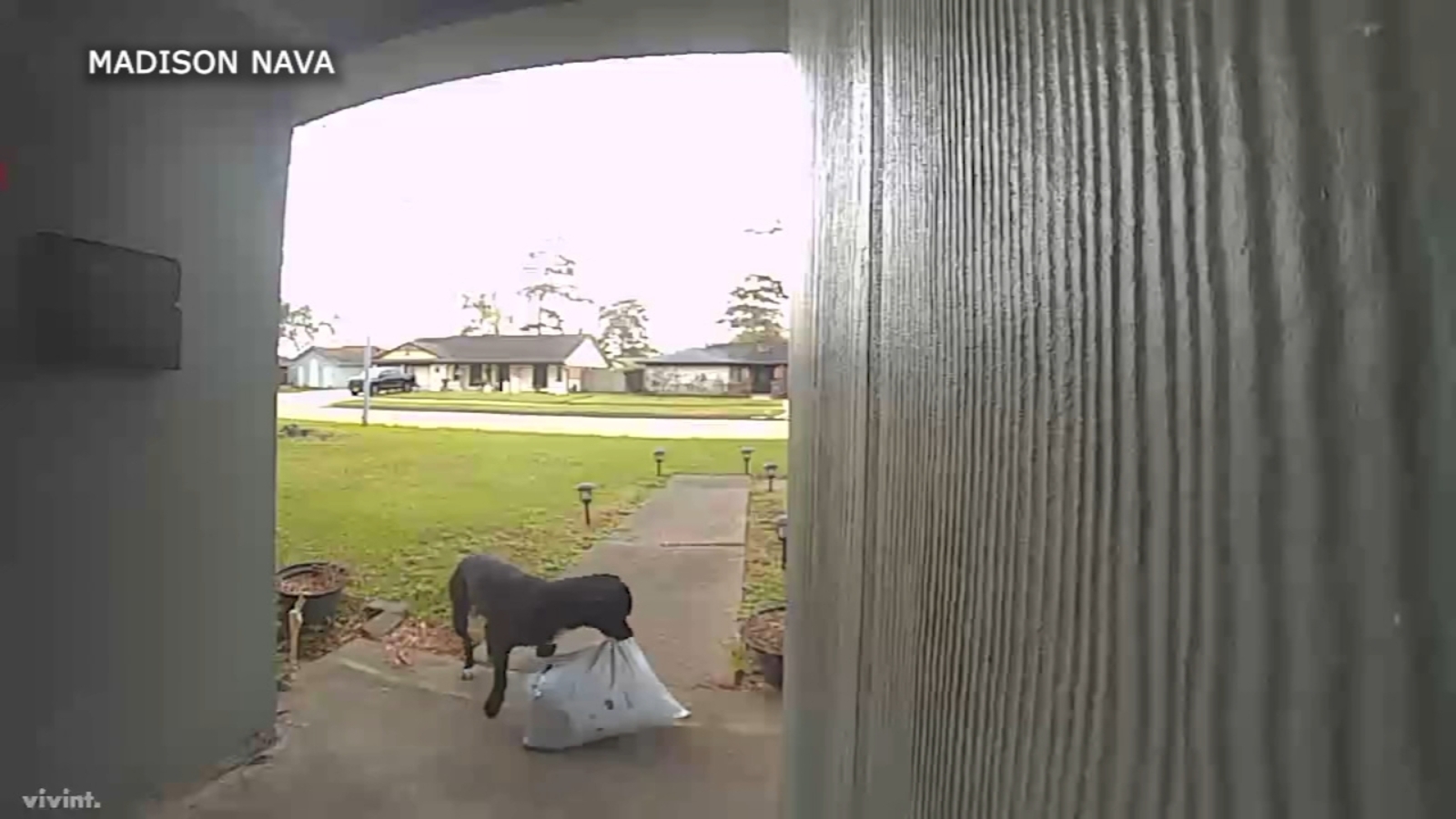 Dog steals package off porch in Woodforest after snooping around 3