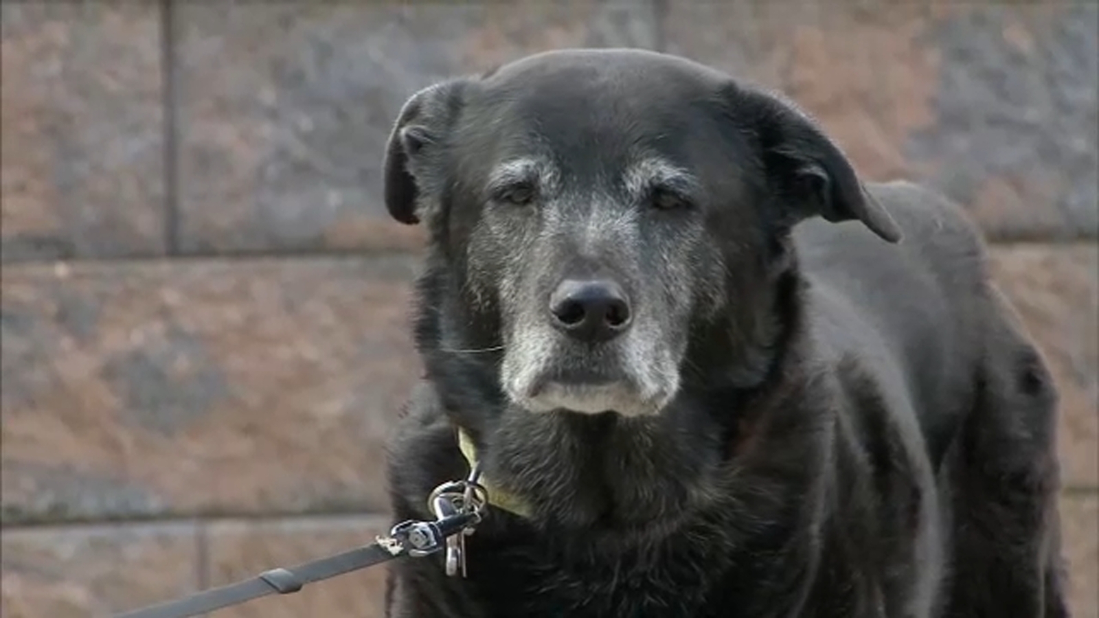 NY Gov. Hochul signs 'Puppy Mill Pipeline Bill'; bans pet stores from