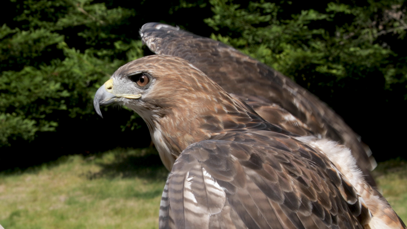 Master Falconer Antoni Balestreri introduces wonders of falconry to Bay
