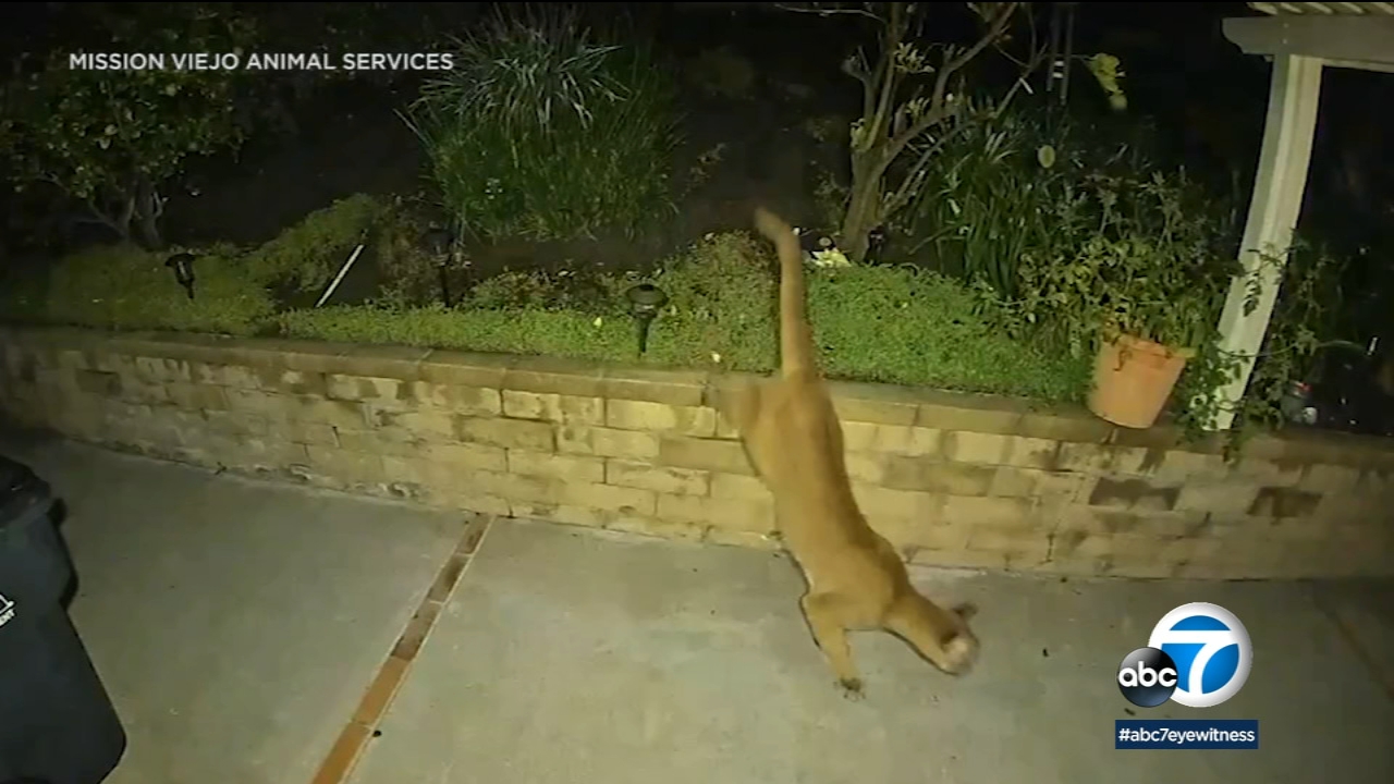 Mountain lion seen prowling through backyard of Mission Viejo home