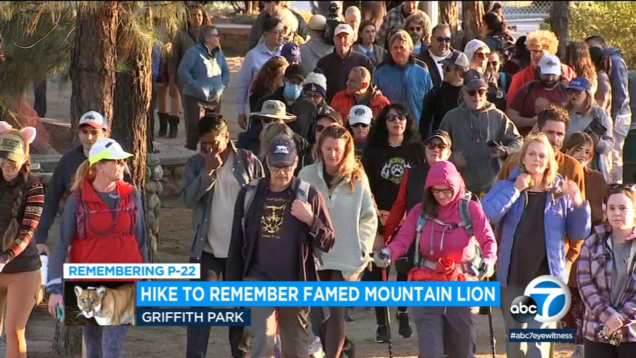 Hike held to honor P-22, mountain lion euthanized due to injury