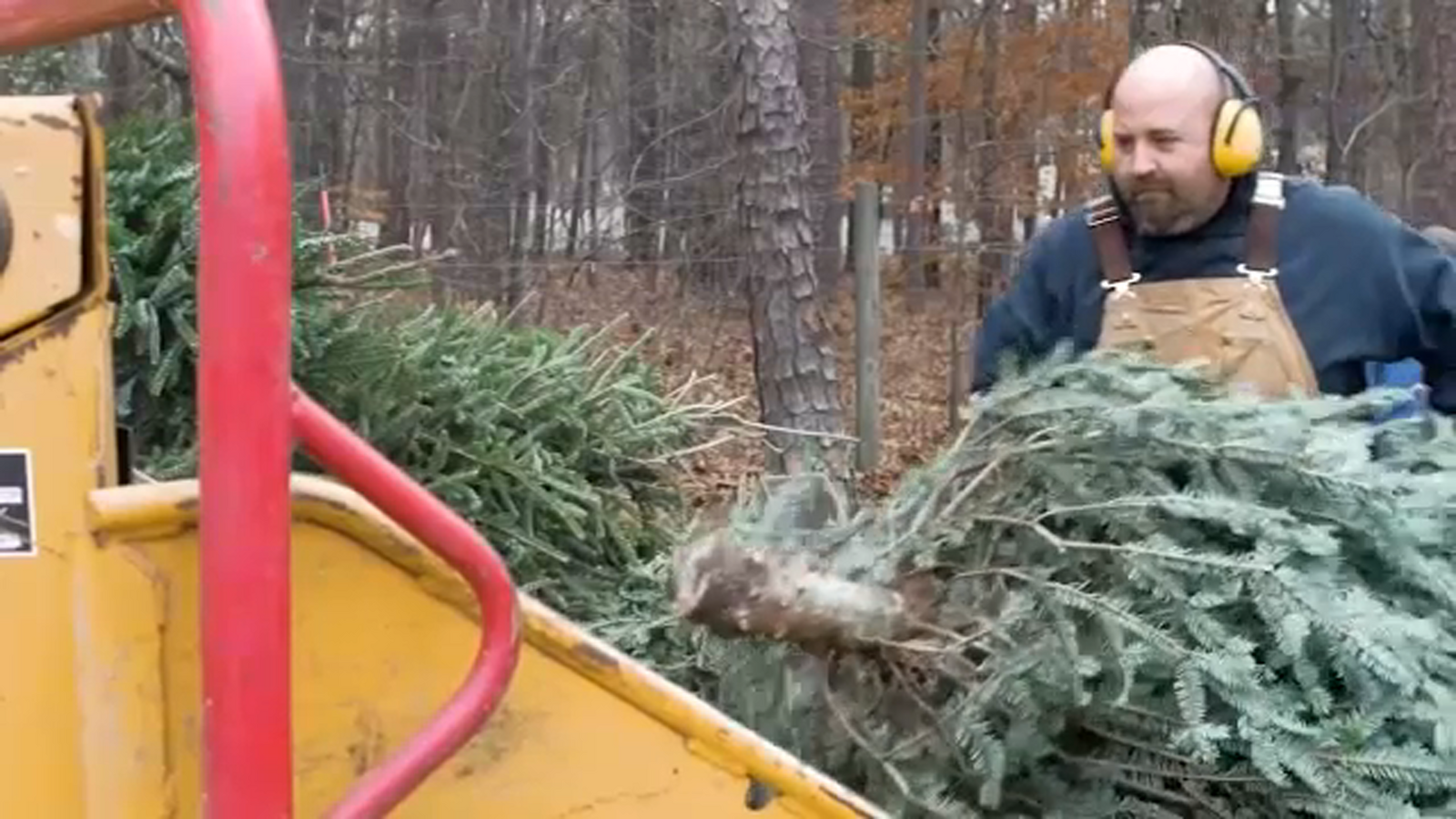 Where to recycle my live Christmas tree How to throw away my holiday