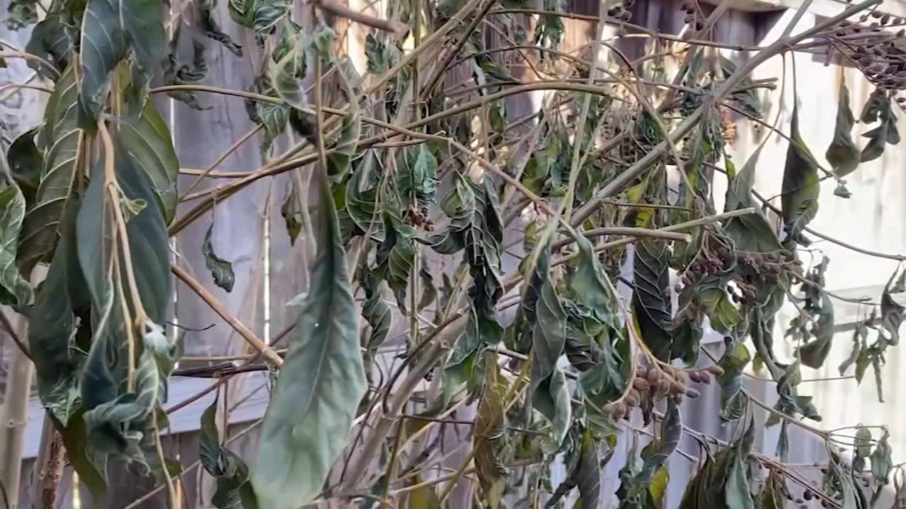 Will your plants make a comeback after the freeze? Experts weighs in
