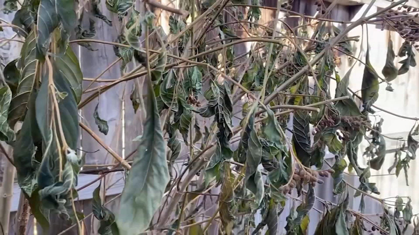 Houston freeze After covering plants, gardening experts share tips on