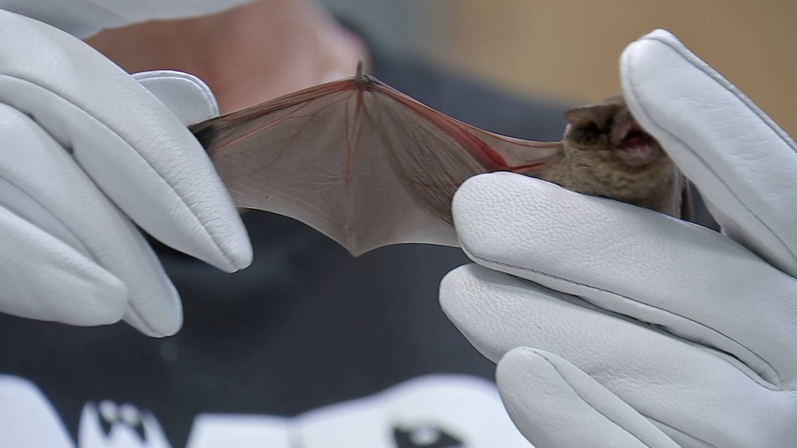 Hundreds of bats rescued from Waugh Bridge and Pearland during freeze