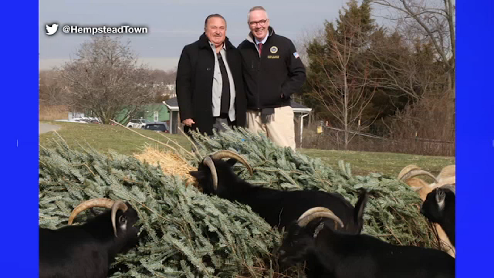 Hempstead residents can donate Christmas tree to herd of goats who will