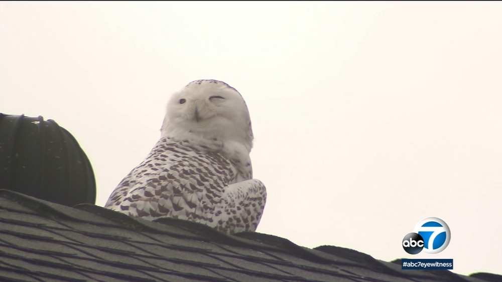 Rare snowy owl sighting on Orange County rooftop stuns community